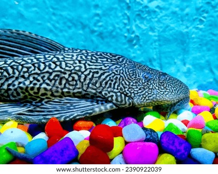 SUCKER FISH IN A BEAUTIFUL AQUARIUM
NATURE PIC 
SUCKER FISH 