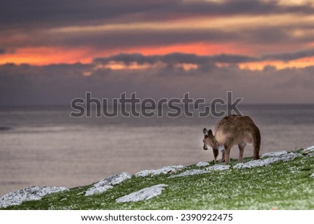 Kangaroos while looking at you at sunset in kangaroo island