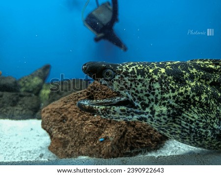 Aquarium background 
snake fish picture by photonicss
take and enjoy 