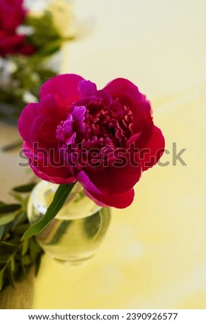 One single peony in a glass vase. Top view. Close up (macro)