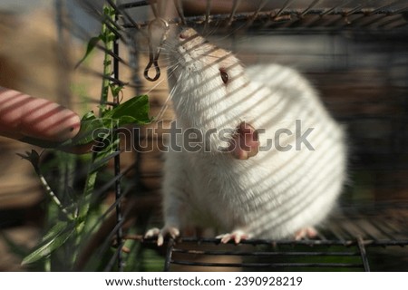 Rat in a cage. Rodent behind bars. White rat. Small size pet.