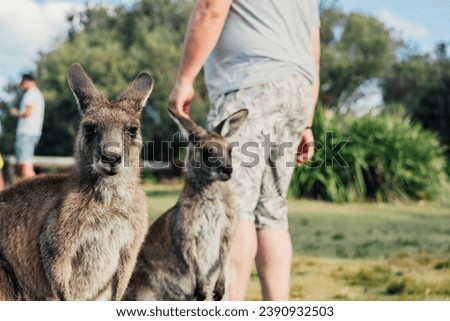 wildlife of kangaroos with their children eating grass and moving freely in the green areas of parks and beaches in Australia