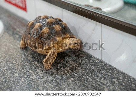 A turtle on the move on a washbasin in a toilet room