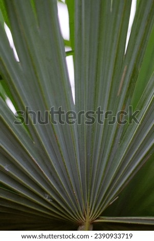 Spreading Saw Palmetto, green palm leaves 