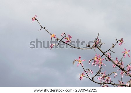 Pink flowers of a floss silk tree (Ceiba speciosa) in a park in the autumn