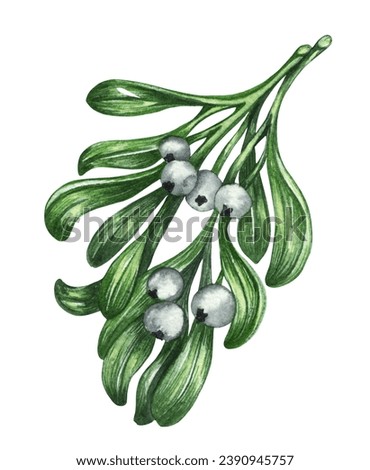 Watercolor Floral Mistletoe twig with white berries. Christmas traditional decoration.