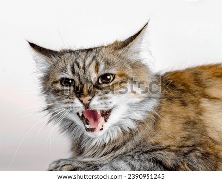 aggressive angry ginger cat with open mouth isolated on white background Royalty-Free Stock Photo #2390951245