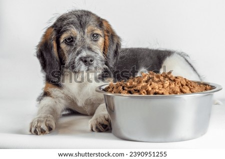 shaggy puppy mongrel with a metal bowl of dry food Royalty-Free Stock Photo #2390951255