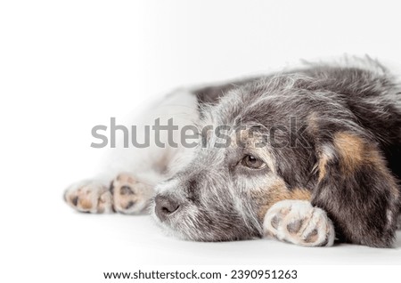 dreaming mongrel puppy on a white background isolated close up Royalty-Free Stock Photo #2390951263