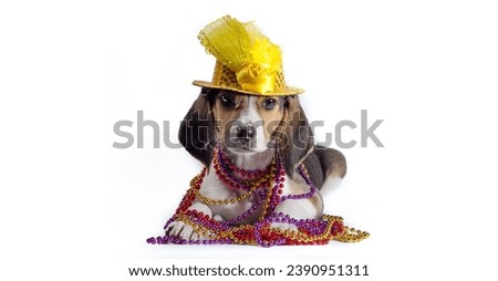 mardi gras puppy with long ears in multi-colored beads and carnival hat lies on white background