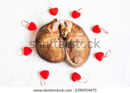 Two sleeping red kittens surrounded by little red hearts. Concept of love, St. Valentines day, sweet dreams, good morning concept. Image for veterinary clinics or pet shops. Selective focus.