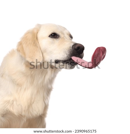 Cute Labrador Retriever showing long tongue on white background