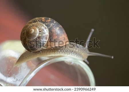 Nature, Snail on dirt road