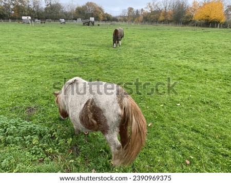 horses on green pasture in autumn