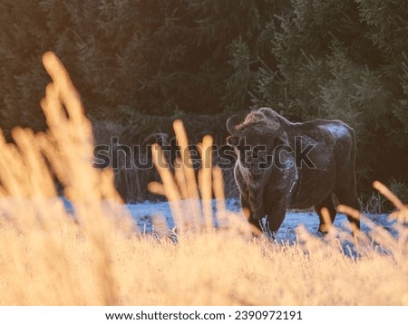 European bison standing during sunrise