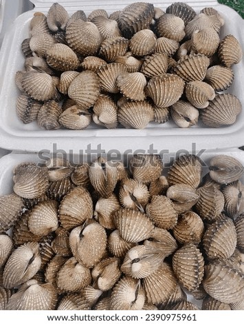 sea shells in a plastic container.
