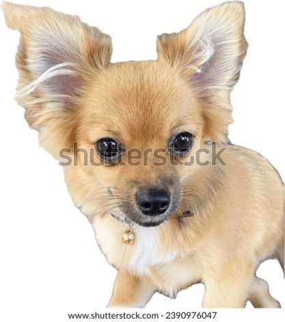 a close up of a chihuahua on a white background.