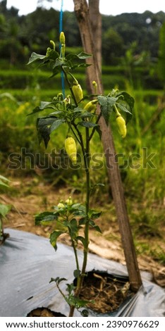 Close up chili tree bearing fresh fruit in the garden