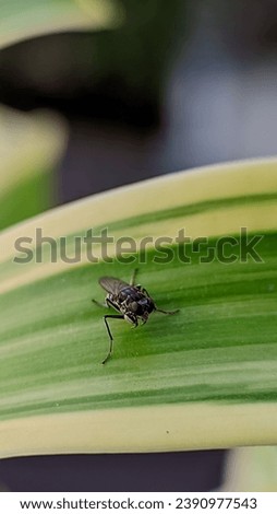 Macro flies of the Ephydridae family sitting on a green leaf in the foothills of the Caucasus