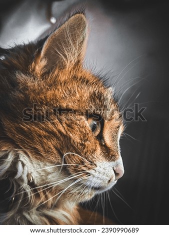 Cute orange cat looking out of window picture