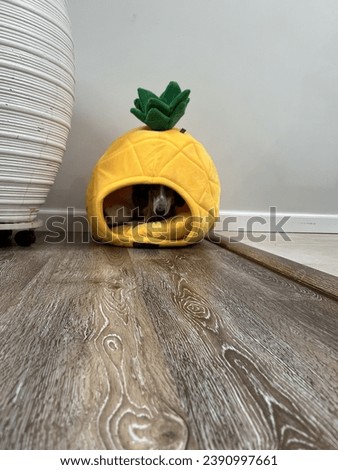 A miniature dachshund dog laying in a small bed in the shape of a pineapple.