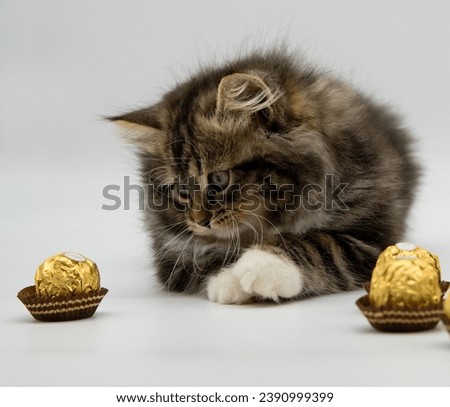 Siberian kitten and chocolate pralines Royalty-Free Stock Photo #2390999399