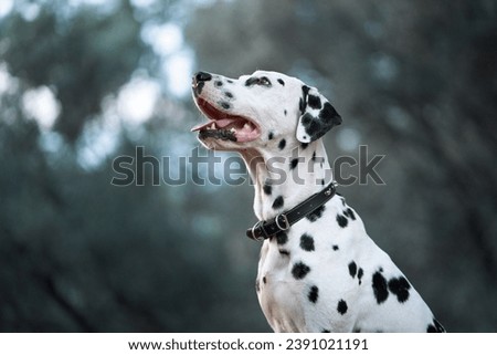 Dalmatian with a thoughtful gaze. The spotted dog looks off into the distance, a picture of alertness and curiosity Royalty-Free Stock Photo #2391021191