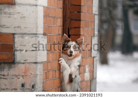 A playful merle Border Collie peeks around a brick corner in a snowy urban setting, exuding curiosity and alertness Royalty-Free Stock Photo #2391021193