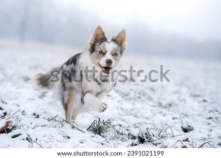 marbled Border Collie dog revels in the winter wonderland, its coat contrasting with the frosty surroundings