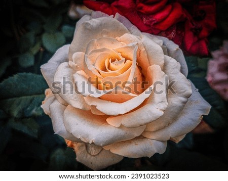 Peach-hued, close-up macro of a delicate rose bloom. Exquisite details and vibrant tones in this stunning floral image.