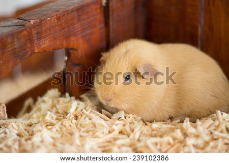 brown fluffy cute hamster in sawdust box
