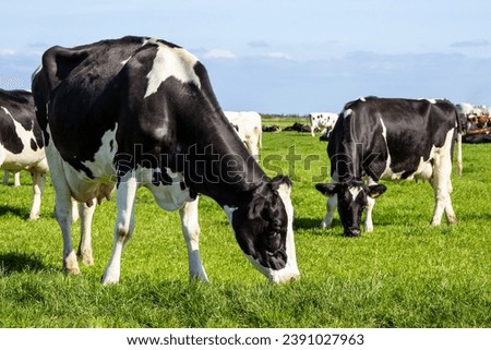 Black and white Holstein Friesian cattle cows grazing on farmland. Royalty-Free Stock Photo #2391027963