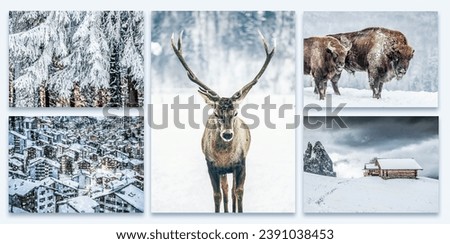collection of magical winter scenes, mountain chalets, noble deer, snowy firs - original images to be found in my gallery