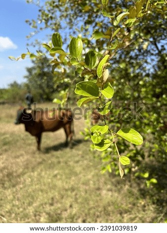 A close-up picture of green leaves with a standing cow in the background.