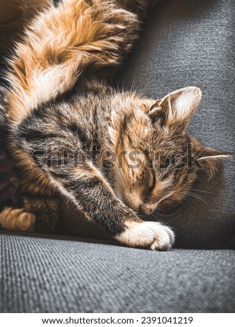 Cute orange cat sleeping on sofa