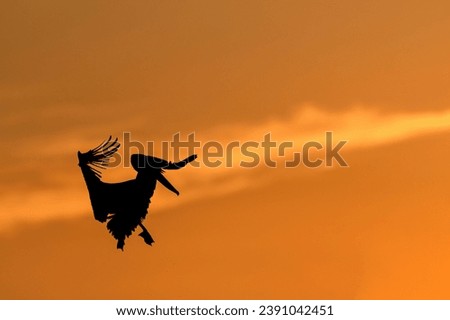 Flying pelican in the setting sun of the Costa Rican coast