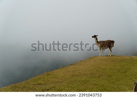 A lama in the clouds on Machu Picchu in Peru 