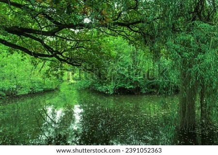 Abstract photograph of a dark corner of a park with a blind arm of a river. Nature, trees, river. A romantic and mystical place in nature, fantasy, rest, peace. Earth day, environment.