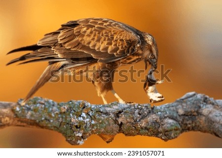 A bird of prey preparing to eat its prey. Buzzard. Colorful nature background. 