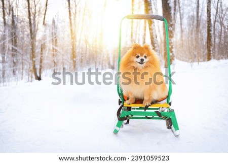 Pomeranian German red ginger spitz on cold snow in park. Purebred dog walks in winter forest, sitting in sleigh