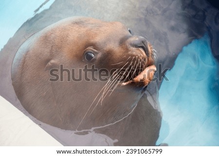 Steller sea lion.
 This is one of the largest pinnipeds and the largest in the family of eared seals. Despite its large size and clumsy appearance on land, in nature sea lions can climb high on almost Royalty-Free Stock Photo #2391065799