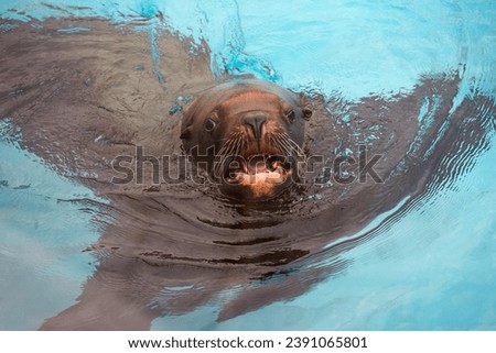 Steller sea lion.
 This is one of the largest pinnipeds and the largest in the family of eared seals. Despite its large size and clumsy appearance on land, in nature sea lions can climb high on almost Royalty-Free Stock Photo #2391065801