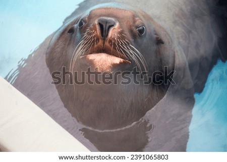 Steller sea lion.
 This is one of the largest pinnipeds and the largest in the family of eared seals. Despite its large size and clumsy appearance on land, in nature sea lions can climb high on almost Royalty-Free Stock Photo #2391065803