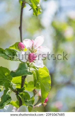 Spring season concept; Twig with apple blossom and young leaves on the blurred natural background; vertical picture