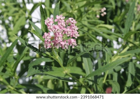 A swamp milkweed or Asclepias incarnata blooms wonderful pink flowers in the summer. Royalty-Free Stock Photo #2391068471
