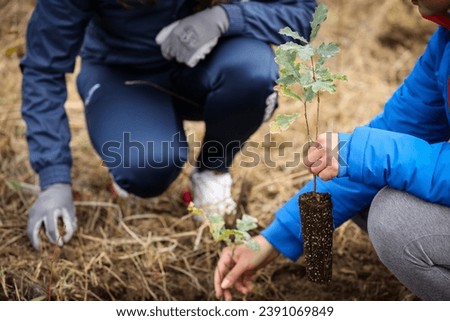 Oak sapling ready to be planted during a afforestation process Royalty-Free Stock Photo #2391069849