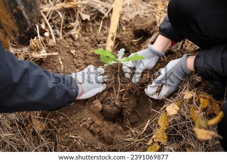 Oak sapling ready to be planted during a afforestation process Royalty-Free Stock Photo #2391069877