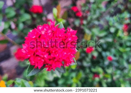 Close up of a chinese ixora, It has pink flower with green leaves. A tropical shrub with clusters of small, funnel-shaped flowers in shades of red. It is a popular garden plant in warm climates