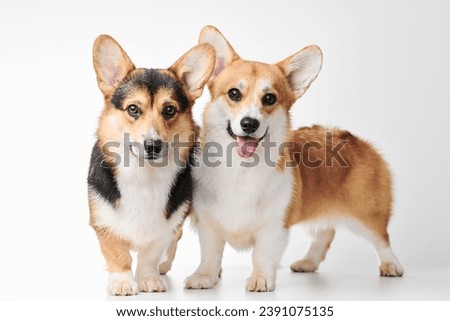 Pembroke Welsh Corgi portrait isolated on white studio background with copy space, family of two purebred dogs Royalty-Free Stock Photo #2391075135