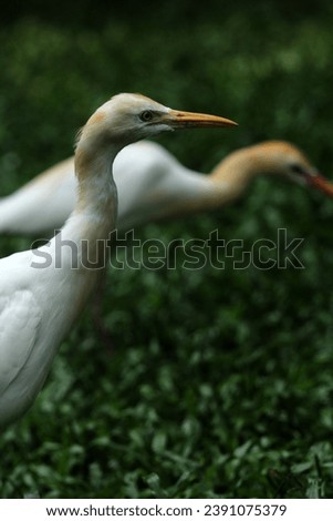 The buffalo egret or cattle egret in scientific language, Bubulcus ibis, is a bird that is familiar to farmers because it often looks for food near buffalo.